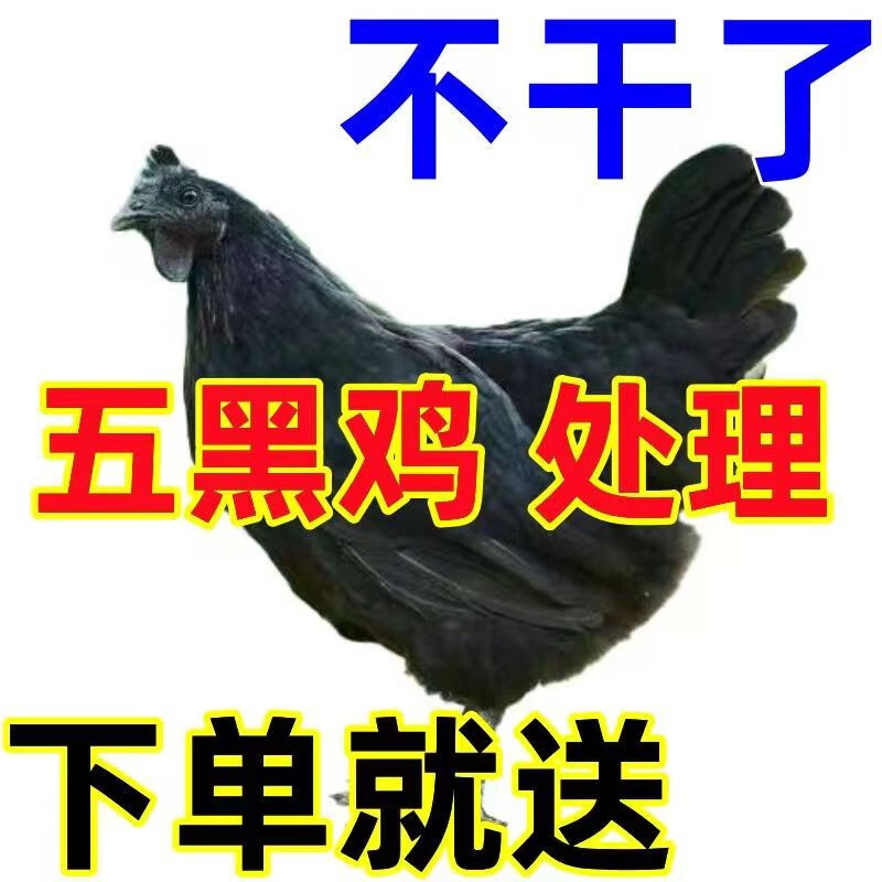 荣郁纯种半斤五黑鸡活苗五黑鸡一绿壳蛋鸡小鸡活苗半大乌骨鸡脱温苗 五黑鸡(3公7母)怎么看?