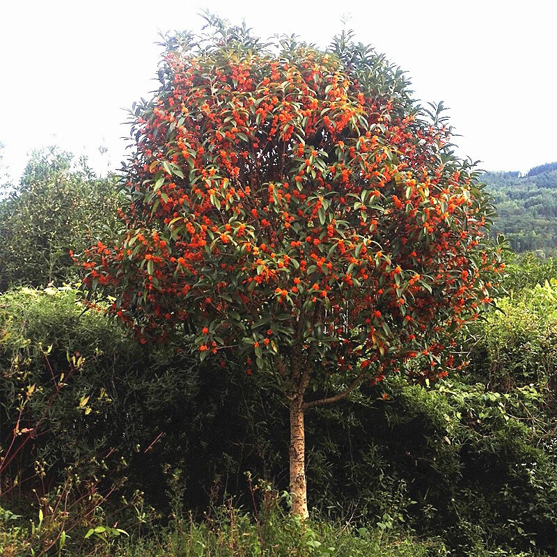 醉春木桂花树苗大树金桂丹桂浓香型咸宁原生空气庭院地栽花卉绿植