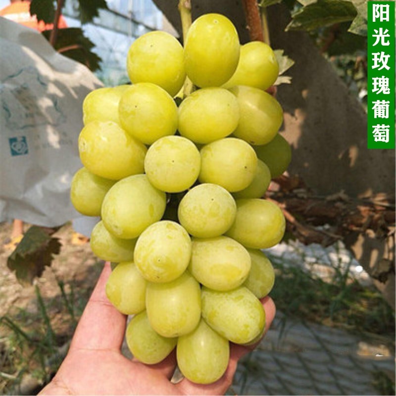 苗木价格变化趋势|苗木价格比较