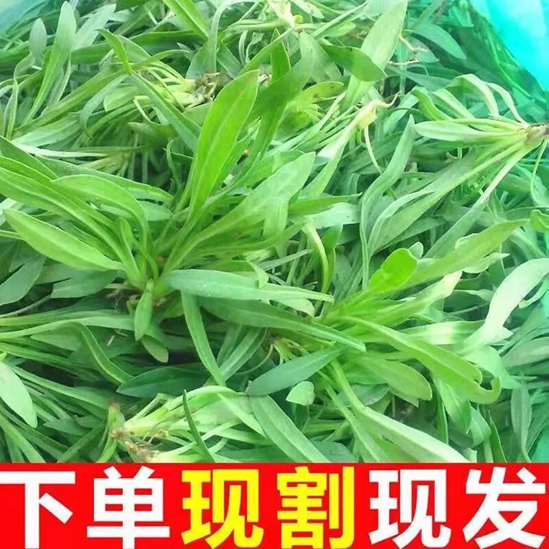 囧仙子新鲜面条菜时令羊蹄棵现挖野菜现发山东特产 新鲜面条菜 1斤