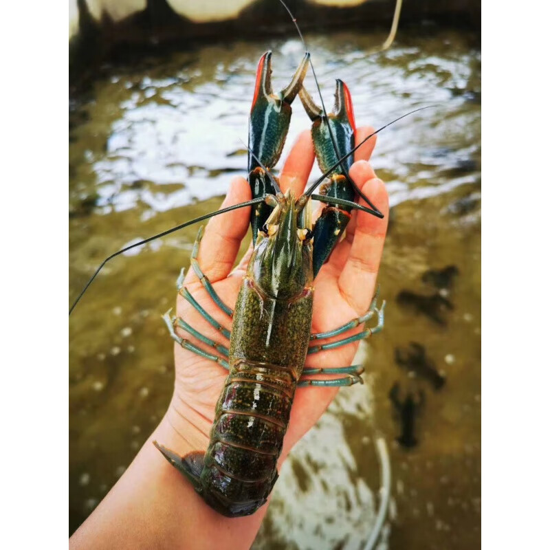 荣郁澳洲淡水龙虾苗繁殖组种虾活体宠物虾鱼塘养殖食用虾新手繁殖种虾