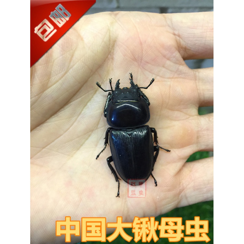 泽驭名宠 中国大锹 新手入门昆虫宠物 中华大锹扁锹甲 成虫活体独角仙