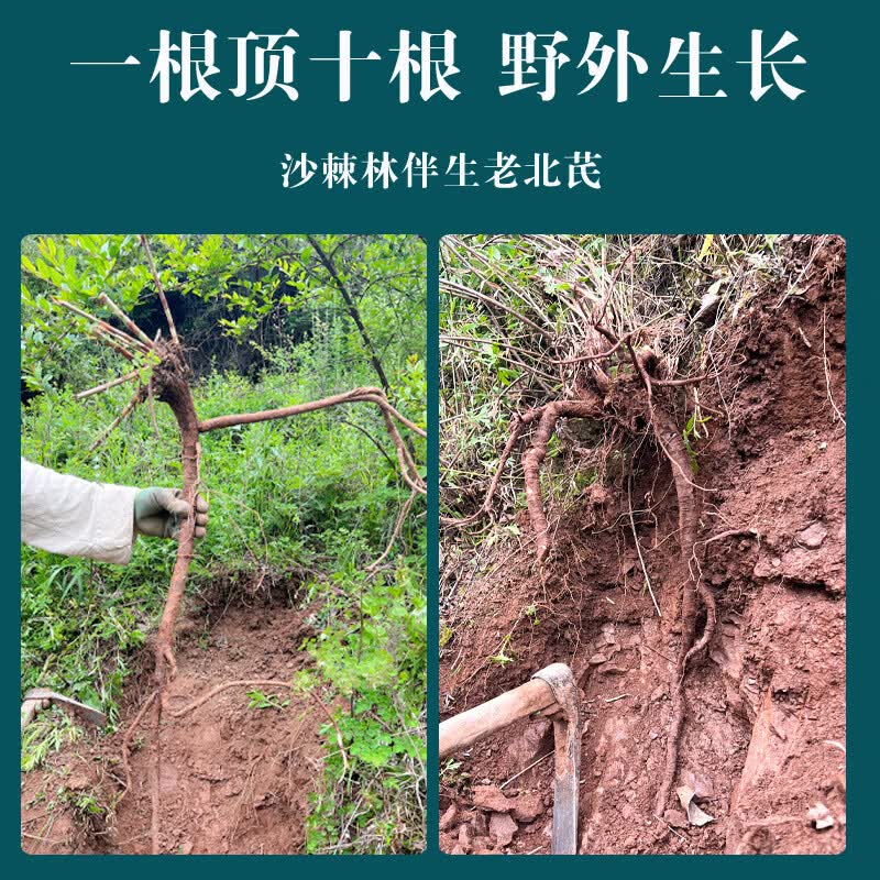 唯昱记 岷县10年野生黄芪片500g中药材北芪甘肃黄芪配党参当归可打粉 10年野生黄芪片 250g*1袋
