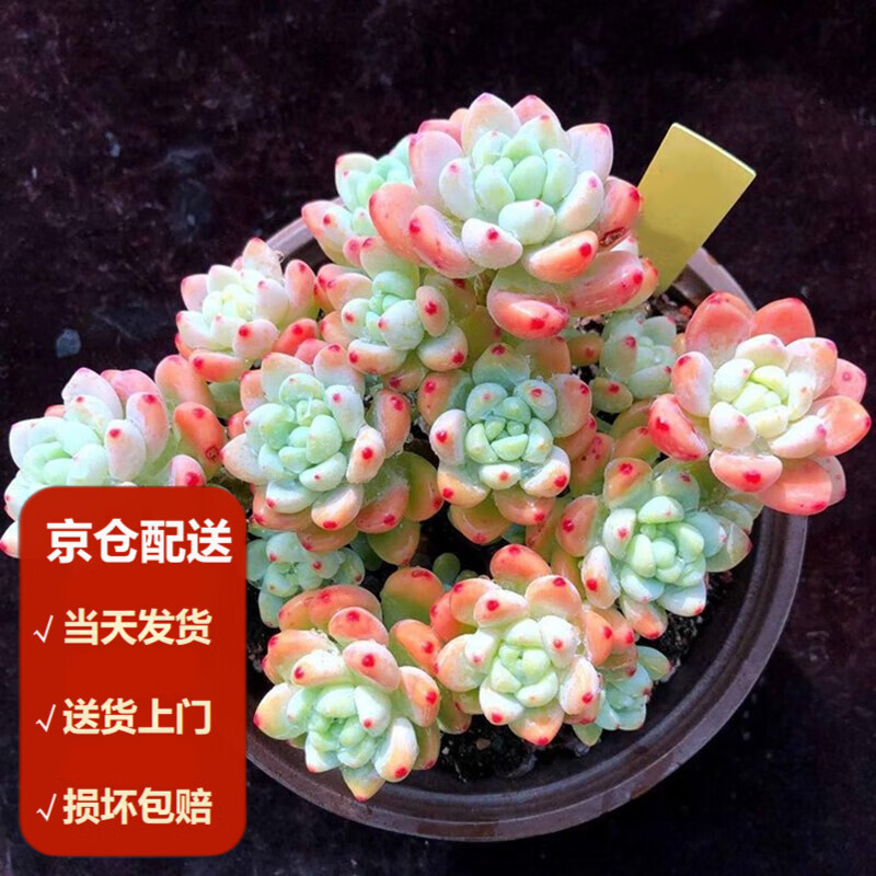 墨一【送货上门】老桩多头群生多肉植物老桩大颗多肉植物盆栽带盆栽好 大盆劳尔8-10头