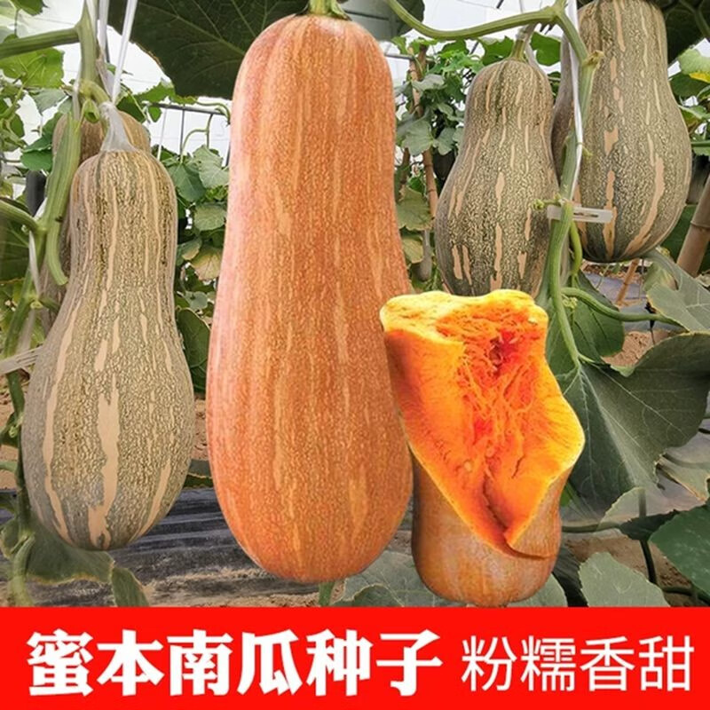 早栗蜜本南瓜种子香甜粉面蜜本甜南瓜早熟耐贮运四季蔬菜种子大全 蜜