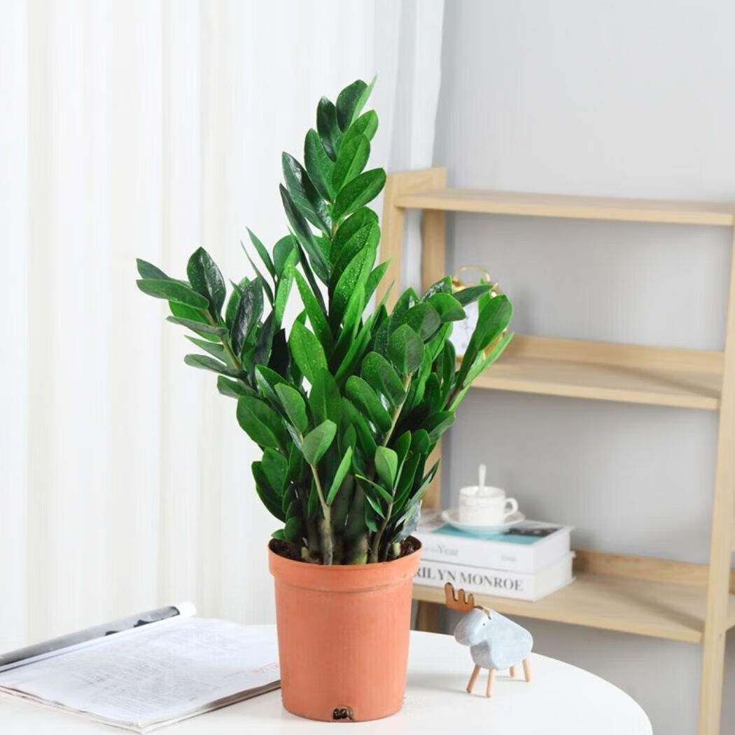 山头林村金钱兜老桩圆叶福禄桐盆栽室内客厅发财树金钱树盆景金钱桐