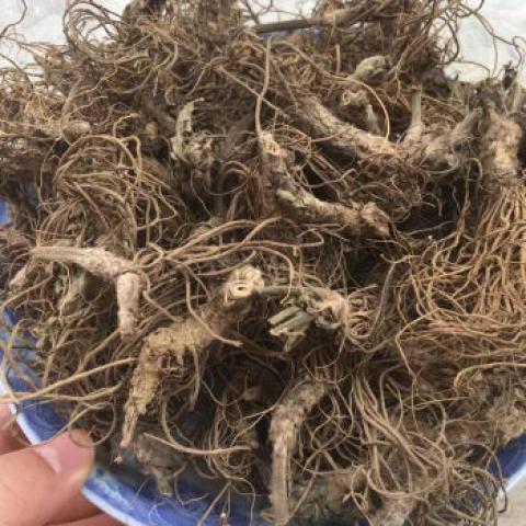 麒轩堂正宗野深山地胆头干货矮脚地胆草根煲汤料中药材凉茶白花 地胆