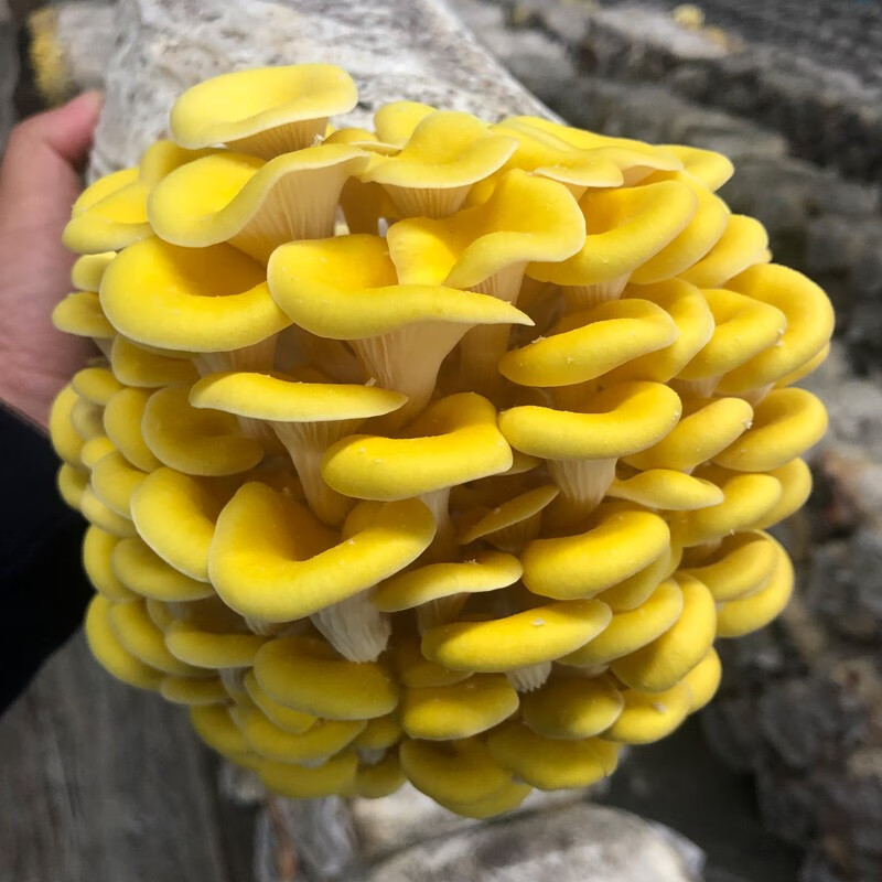 菇婆婆平菇蘑菇種植菌包菌棒盆栽食用菌種家庭趣味栽培陽臺采新鮮的蘑菇 榆黃蘑【出口級-4袋裝】 袋裝