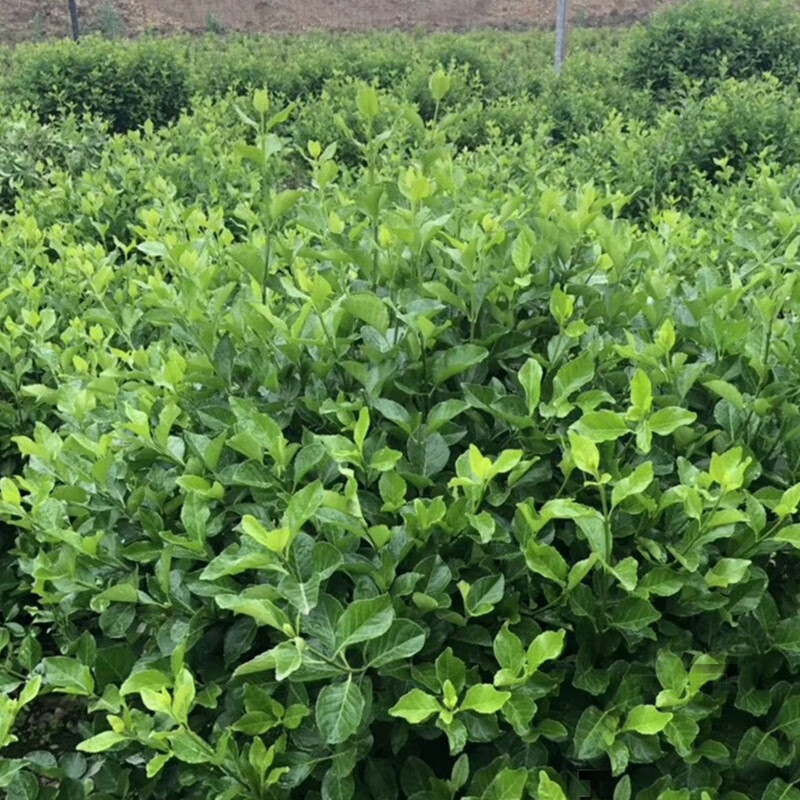 种花迷卫矛球 冬青树苗 大叶黄杨苗 卫矛苗 冬青小苗庭院绿化常青植物