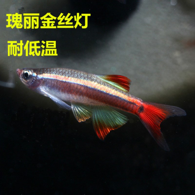 灯鱼活体 淡水鱼 热带鱼 宝莲灯观赏鱼 草缸小型灯科鱼 瑰丽金丝灯9条