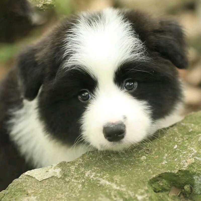 优宠奇派纯种宠物狗狗边境牧羊犬活体幼犬边牧犬幼崽陨石色红色黑白色
