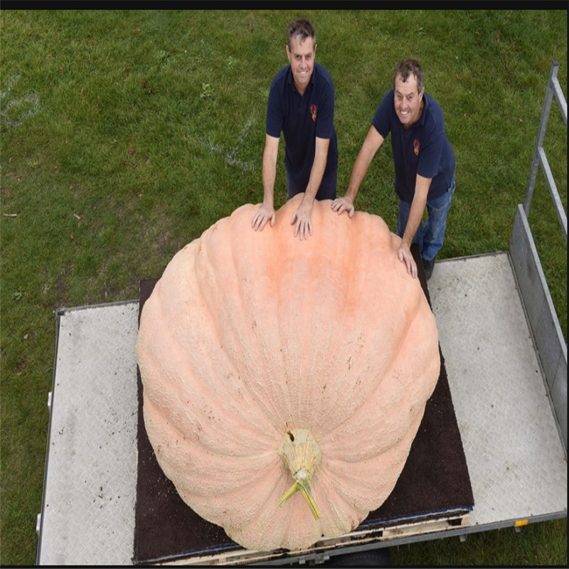 花中酷   英国大南瓜巨型南瓜太空美国南瓜新品种大田蔬菜种子春播