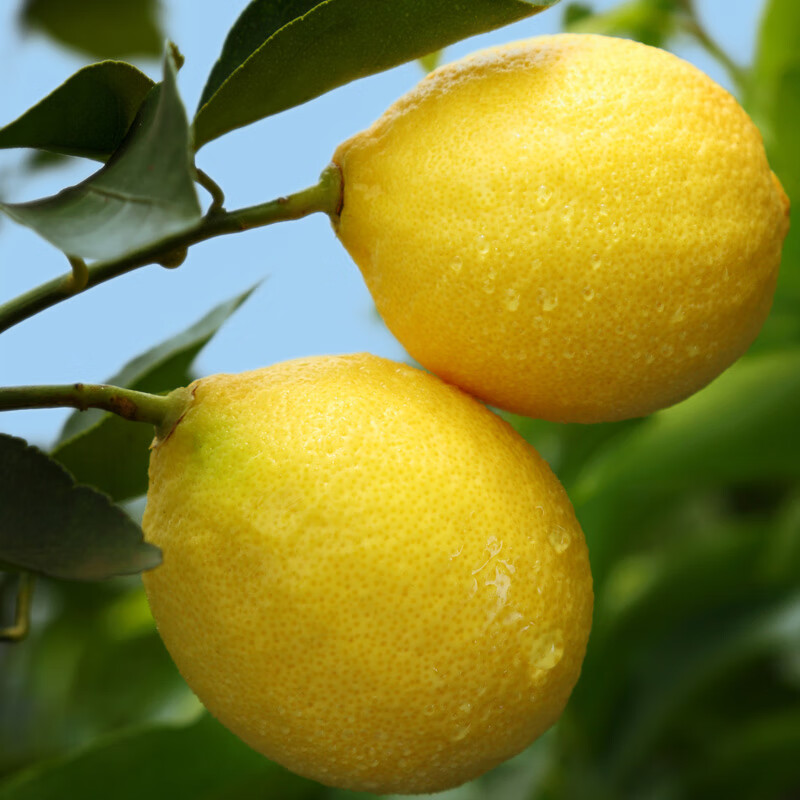 uncle lemon四川特产安岳黄柠檬皮薄多汁奶茶店榨汁水果一颗柠檬泡茶产地直供 3斤小果(单果重量50-80g左右)