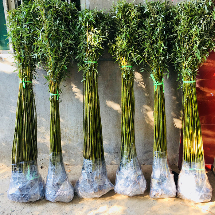 垂柳苗速生竹柳树苗垂柳小苗养金蝉柳树苗河边道路农田种植 青柳竹柳