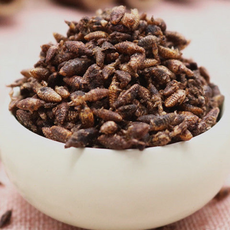 产地直销金沙牛广西野生蚁狮倒退虫中药材金砂牛地牯牛无杂质 生晒5克