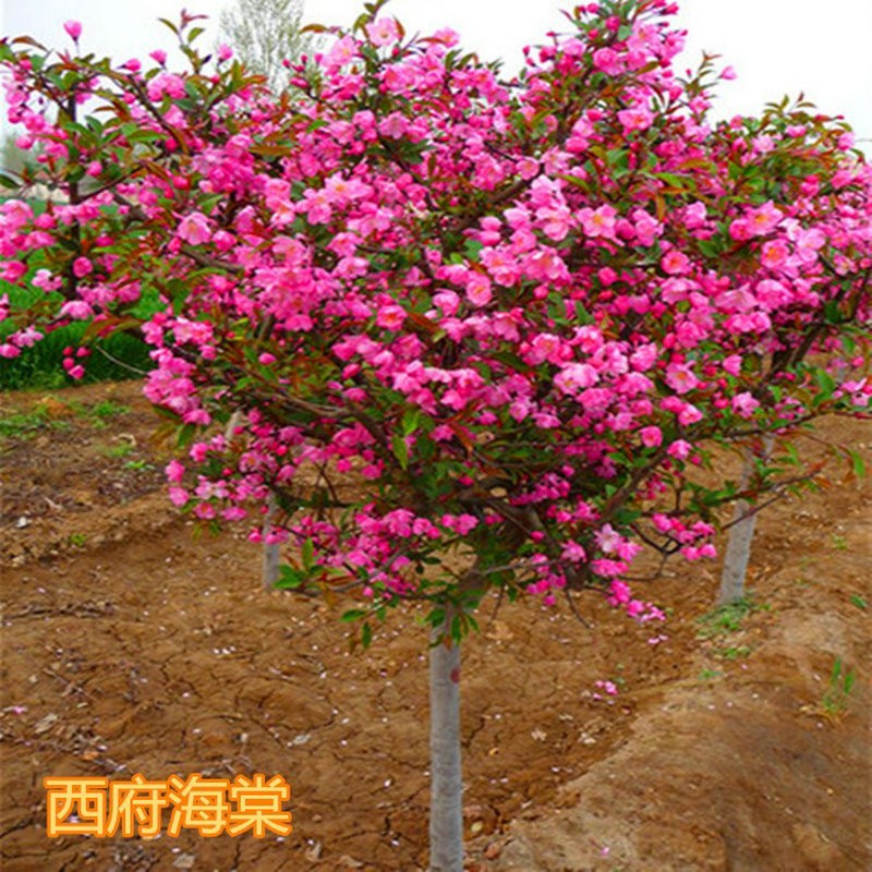 府海棠树苗庭院耐寒植物盆栽室外四季开花北美垂丝海棠地栽种植 西湖