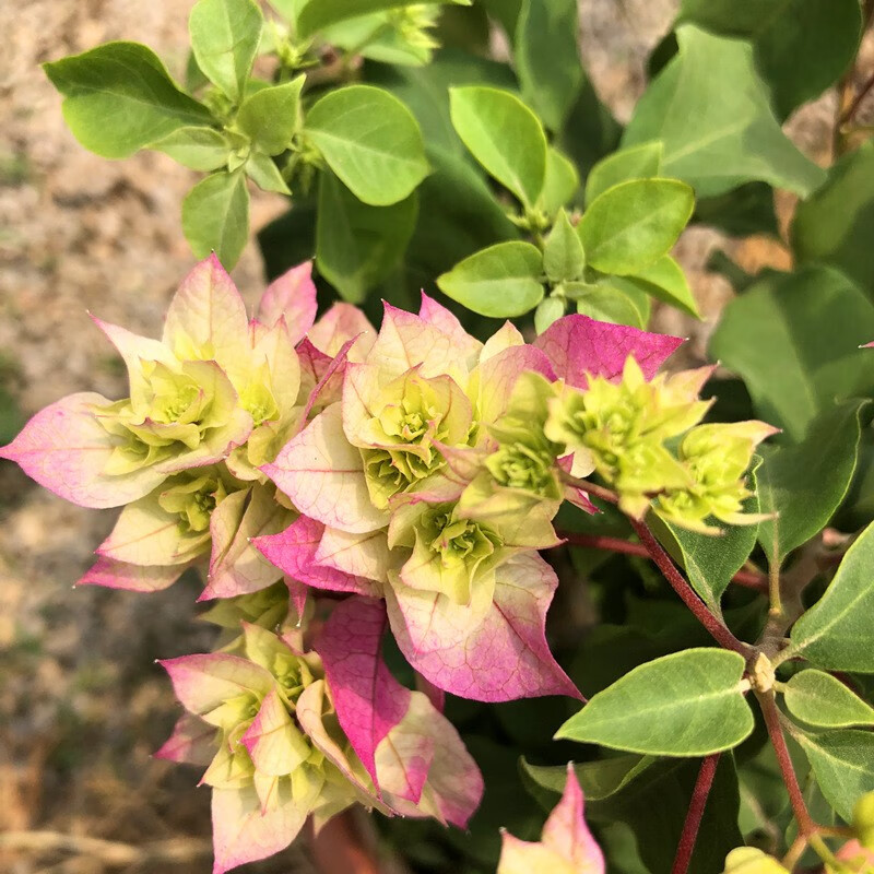 三角梅 叶子花老桩多品种盆栽庭院阳台花卉带土球发货开花盆栽 怡景中