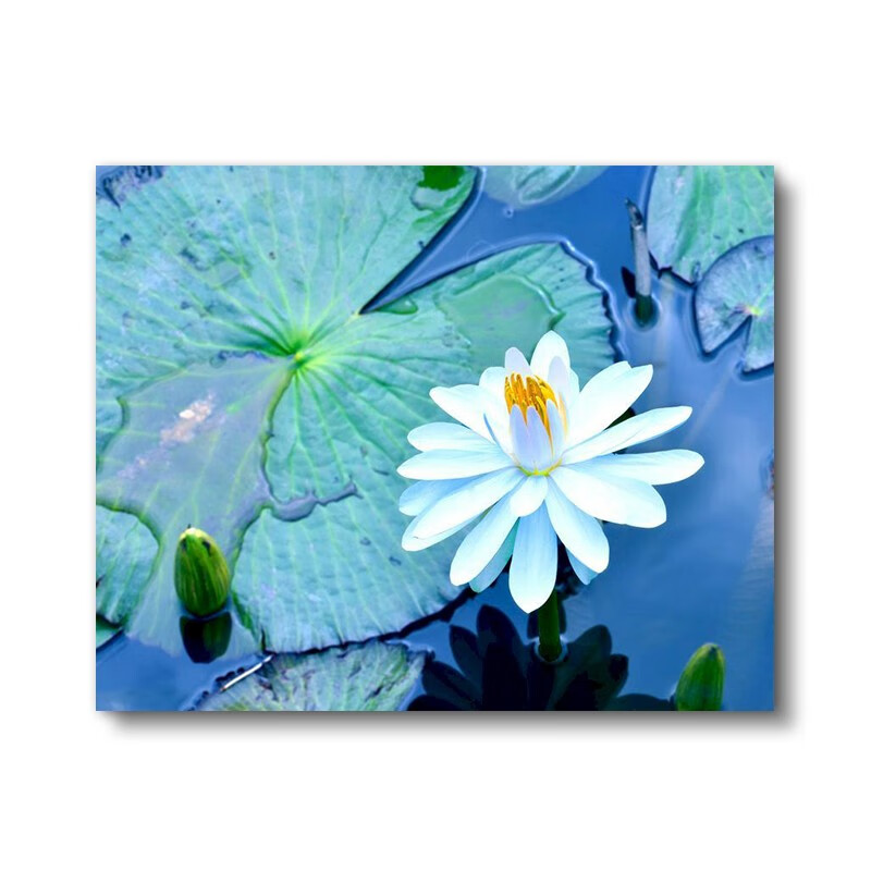 史历克 数字油画diy中式池塘里的荷花填色油画现代简约减压手工涂色画