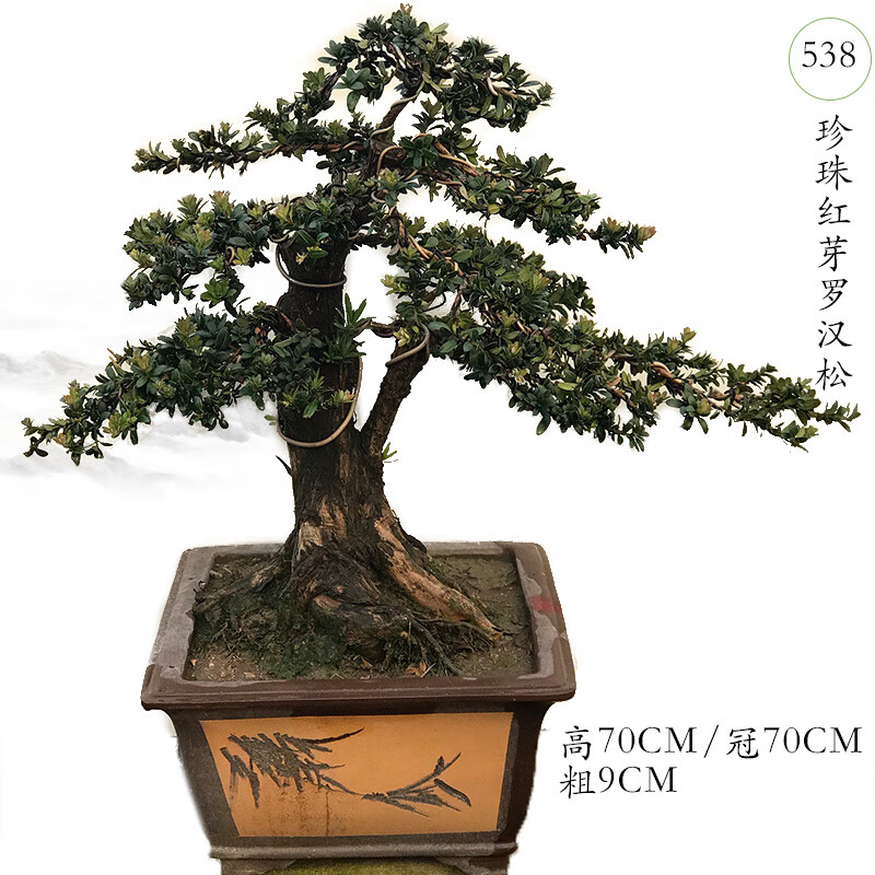 珍珠罗汉松盆景 珍珠红芽罗汉松盆景 盆景园 538 含盆