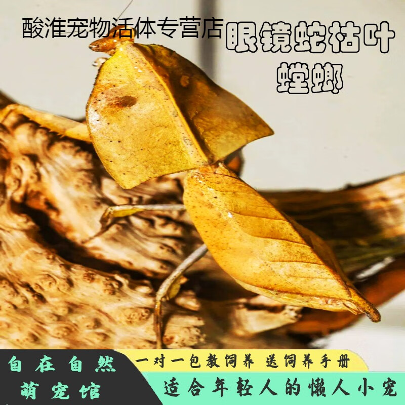 螳螂幼体个性爬枯叶螳螂圆盾幽灵广斧昆虫小朋友礼物指尖宠物 眼镜蛇
