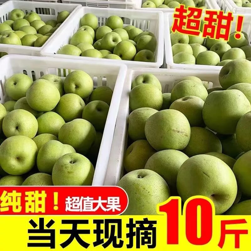 砀山梨皇冠梨酥梨5/10水果新鲜现摘现发当季水果梨子水果 净果5斤