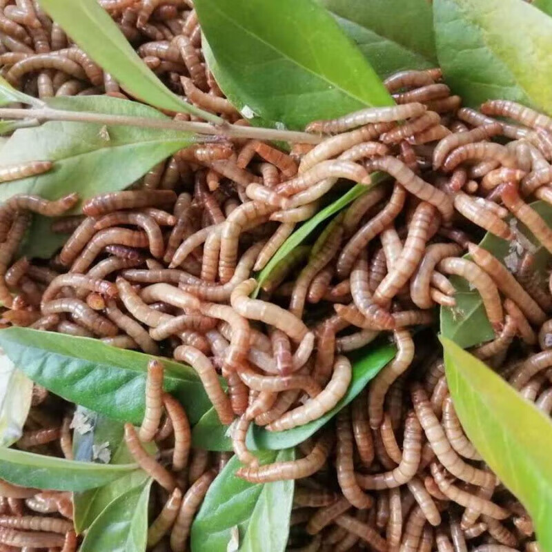 筏芯崇雾面包虫活体黄粉虫活虫鹦鹉鱼乌龟金龙鱼画眉鸟石蛙饲料 100条