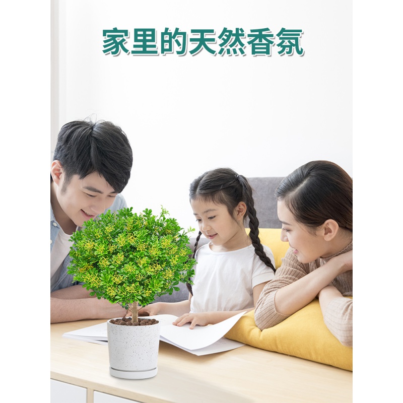 叹为观止【带花苞发货】米兰盆栽花盆栽花卉绿植办公室室内浓香四季开花 香水米兰小苗两棵(不含盆) 带盆栽好