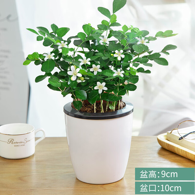 纳格兰九里香盆栽室内植物树苗带花苞浓香四季好养花卉盆景老桩驱蚊