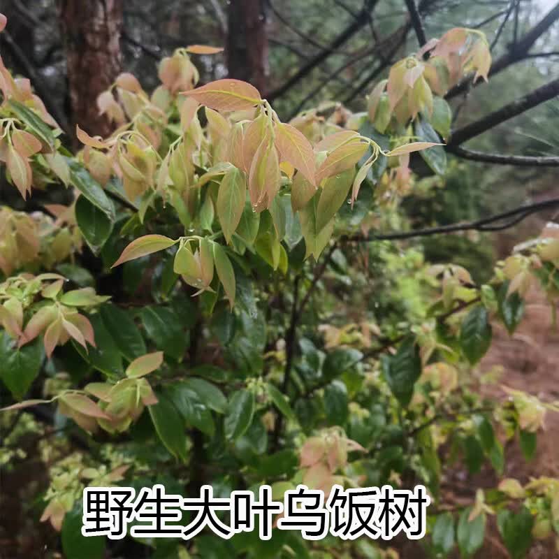 野生大叶乌饭树小苗【10--20cm高 其他