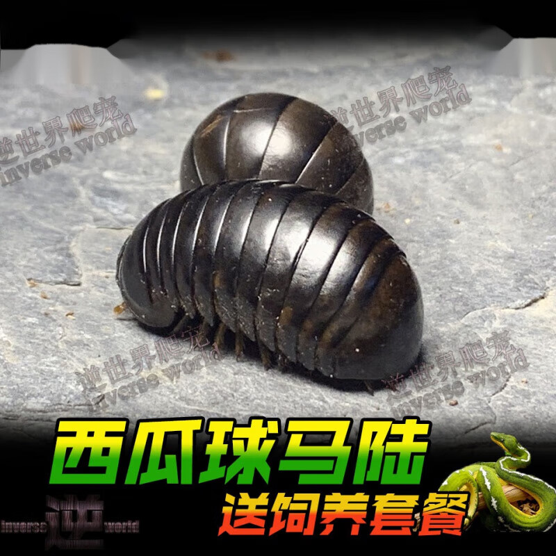 旺园兴西瓜黑球马陆宠物球马陆活体虫西瓜虫翡翠球马陆包活 球马陆