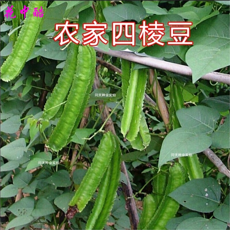 花中酷    海南四棱豆种子 有机蔬菜种子 营养丰富多年生菜豆豇豆豆角