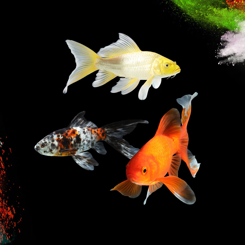 鱼各 相关京东优惠商品排行榜 12 价格图片品牌优惠券 虎窝购