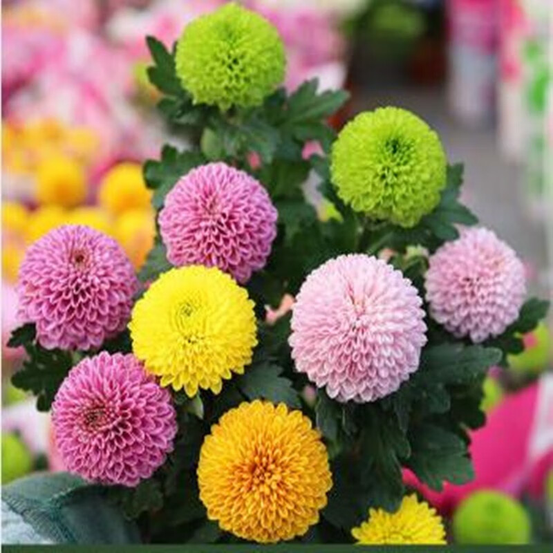 菊花苗盆栽四季开花带花苞乒乓球九月菊花室内大花苗花卉绿植 多色