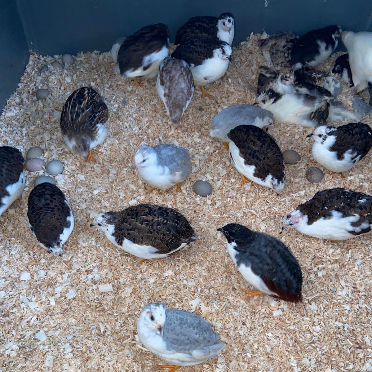 卢丁鸡成年下蛋鸡活鸡礼服宠物活体迷你鸡网红鸡下蛋王 随机两只(有