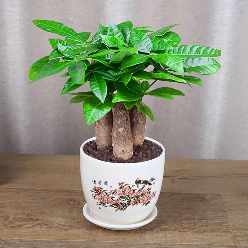 花无痕 发财树室内盆景植物发财树盆栽摇钱树花苗客厅发财树绿植盆栽