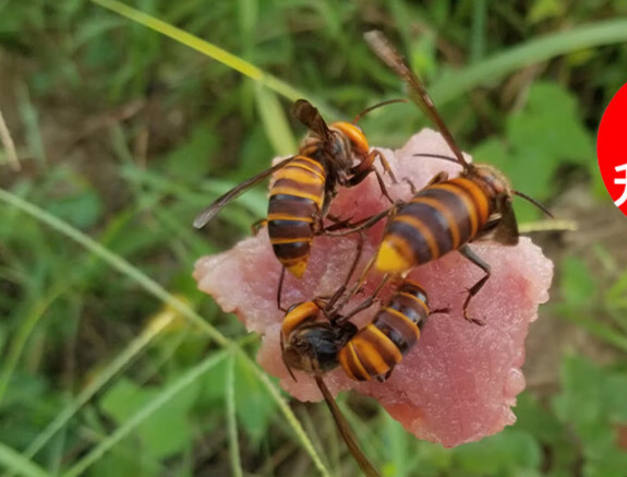 clcey金环胡蜂诱蜂水马蜂诱蜂水红娘大黑蜂黑尾招蜂水诱蜂水500克100