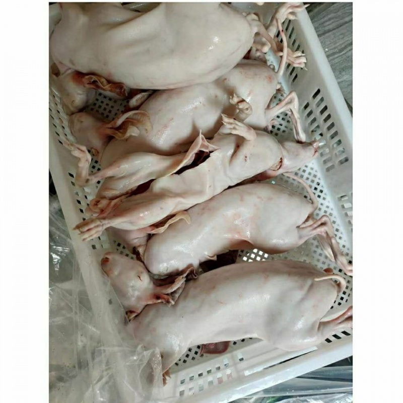 马图凯贝 兔肉新鲜冷冻子烫皮兔整只带皮兔子商用批发白条兔烧烤食材