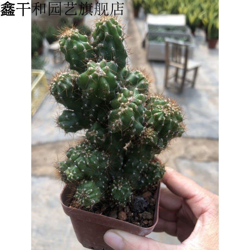 鑫干和(xinganhe)虎头山多肉植物日系黄金山影仙人掌科桌面办公室小