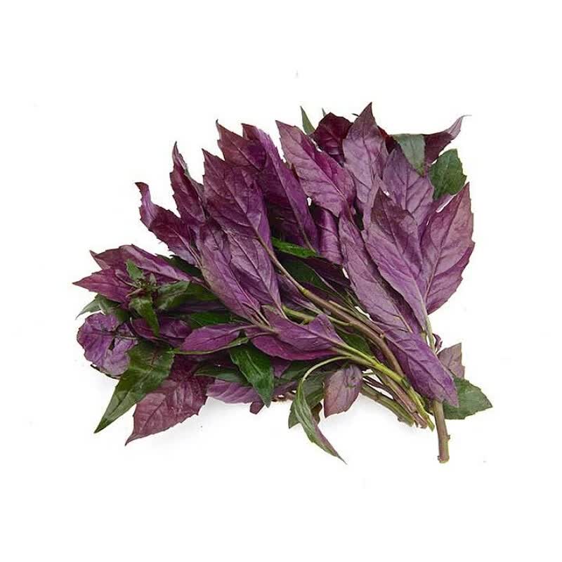 zxc四川血皮菜紫背天葵2kg嫩叶发顺丰紫背菜红背菜观音菜新鲜蔬菜