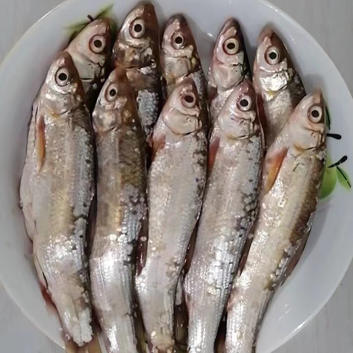 黑龙江抚远特产野生鱼淡水鱼黄姑子板黄鱼沙姑子黄条黄川黄尾鱼 开膛