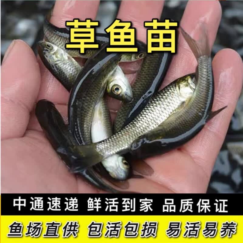 鲩鱼活体大尺寸淡水养殖小鲫鱼红鲤鱼花鲢鱼可食用包活批发淡水鱼苗