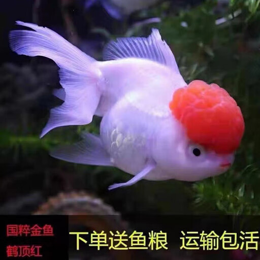 金鱼活鱼狮子头丹顶红泰狮头冷水观赏鱼小金鱼兰寿蝶尾活鱼苗包活(4
