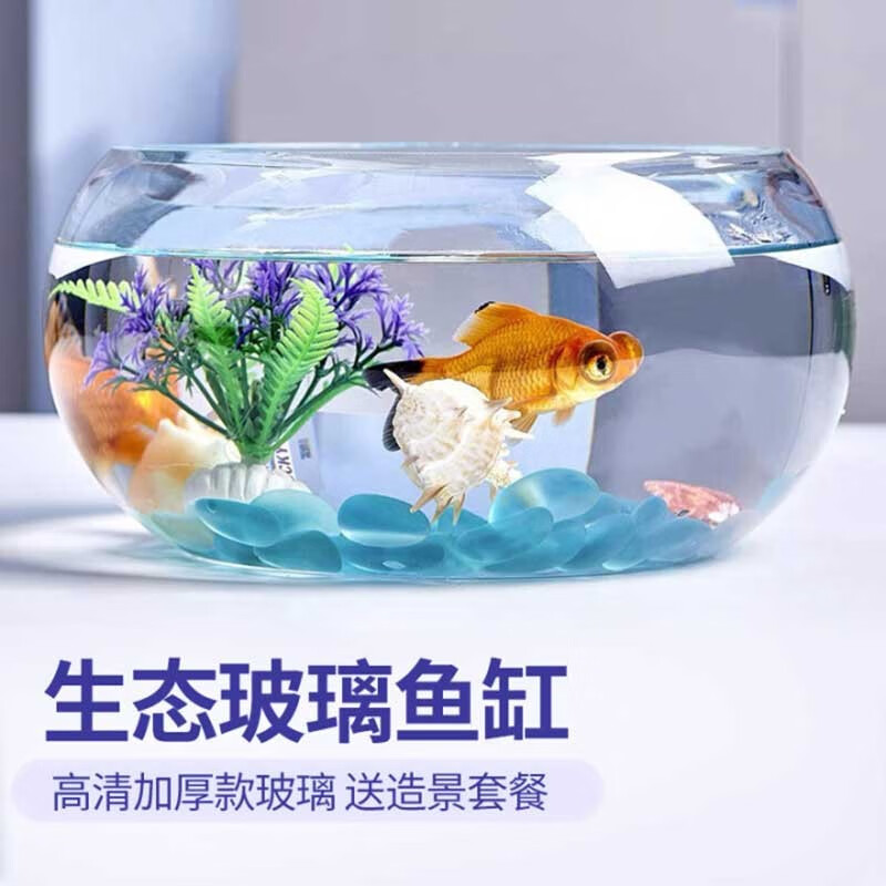 智汇 鱼缸 小型圆形玻璃小鱼缸 客厅办公室懒人金鱼缸乌龟缸 中号+（彩石+水草+扇贝+贝壳+鱼食鱼捞） 养鱼缸生态鱼缸懒人鱼缸
