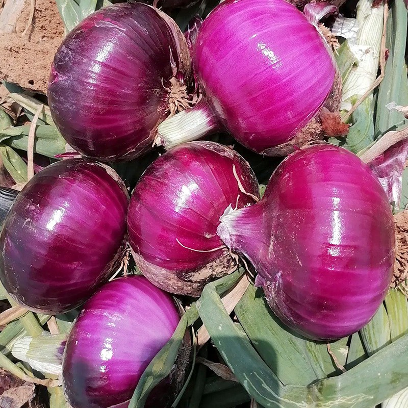 神禾水果洋葱种子紫红皮圆葱籽 紫领水果洋葱种子 10g2袋/老品种