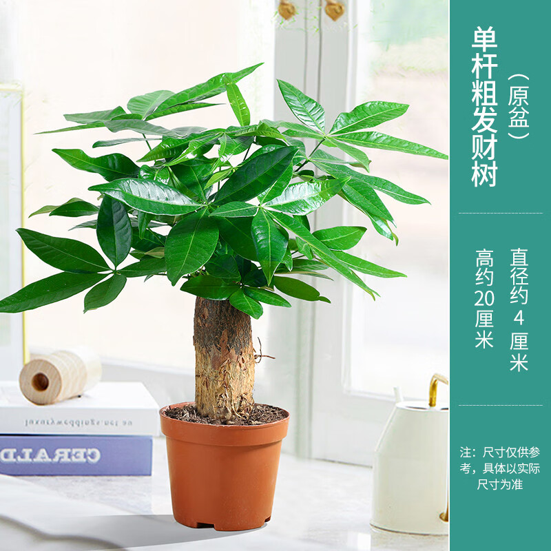 ���ʹ󷢲���������ֲ���ڿ��������ļ������в�����׮�մɵ����ͺ� ���˷�������ԭ��ԭ���� #28