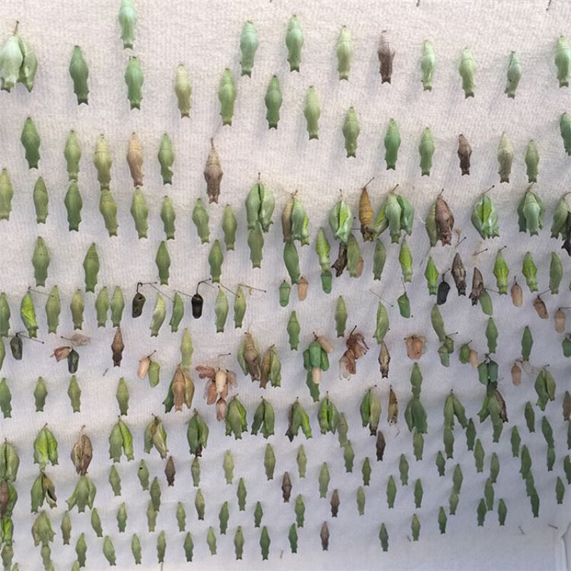 可孵化卵茧活体多品种儿童饲养观察盒套装幼虫羽化小学 3只蝶蛹-d25