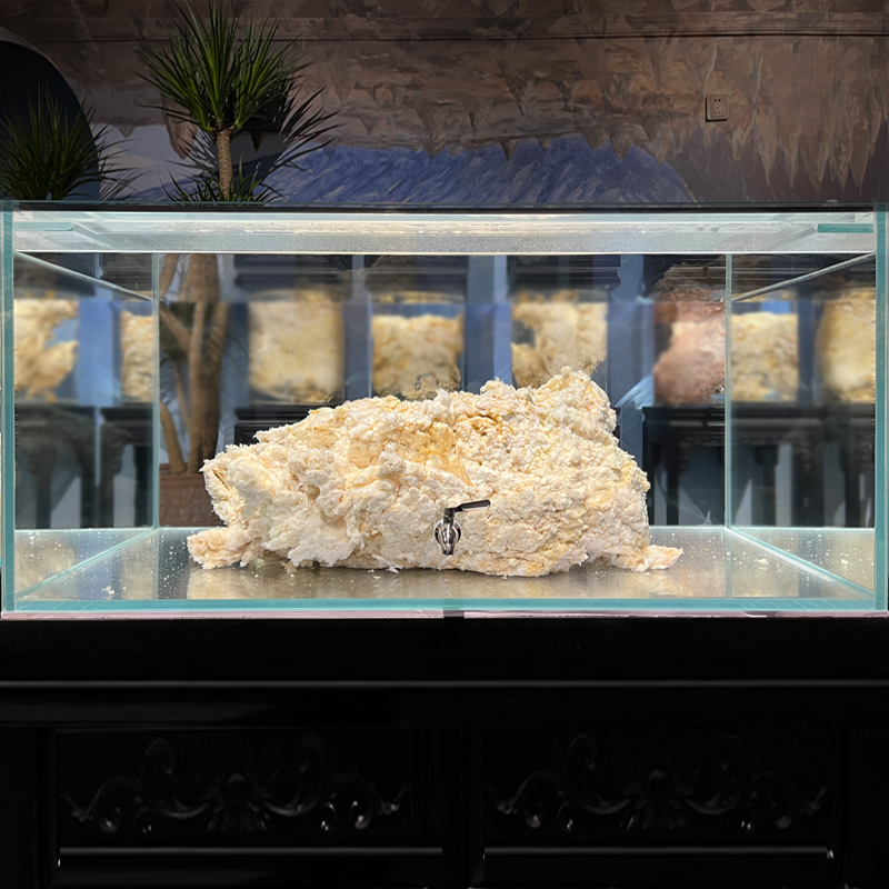 石太岁肉灵芝溶洞精品白肉整体太岁活体泡水养生活太岁约20克 岁约20