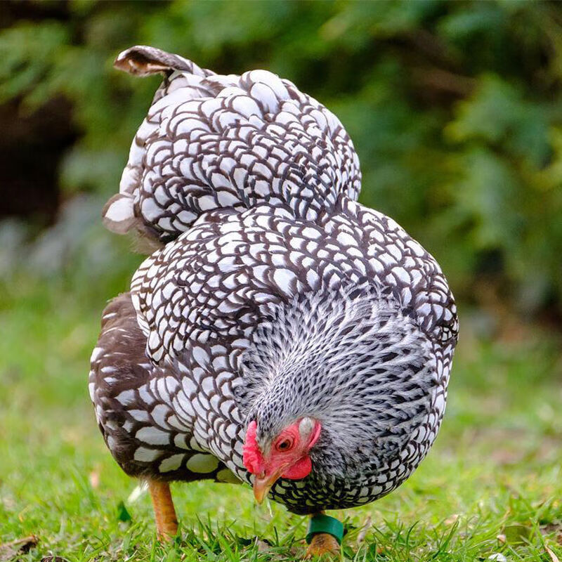 怀特鸡种蛋鱼鳞鸡种蛋鸡蛋受精卵观赏可孵化怀恩鸡受精蛋怀恩多特 10