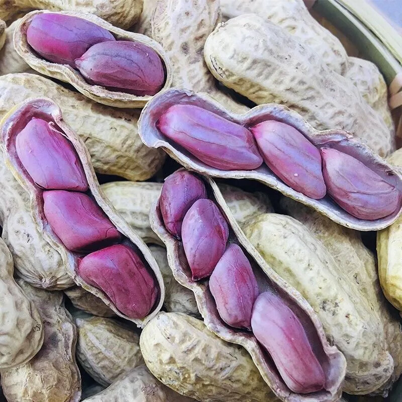 八闽风 福建龙岩紫衣花生 水煮湿烤 紫皮花生特产硬脆带壳 紫衣湿烤