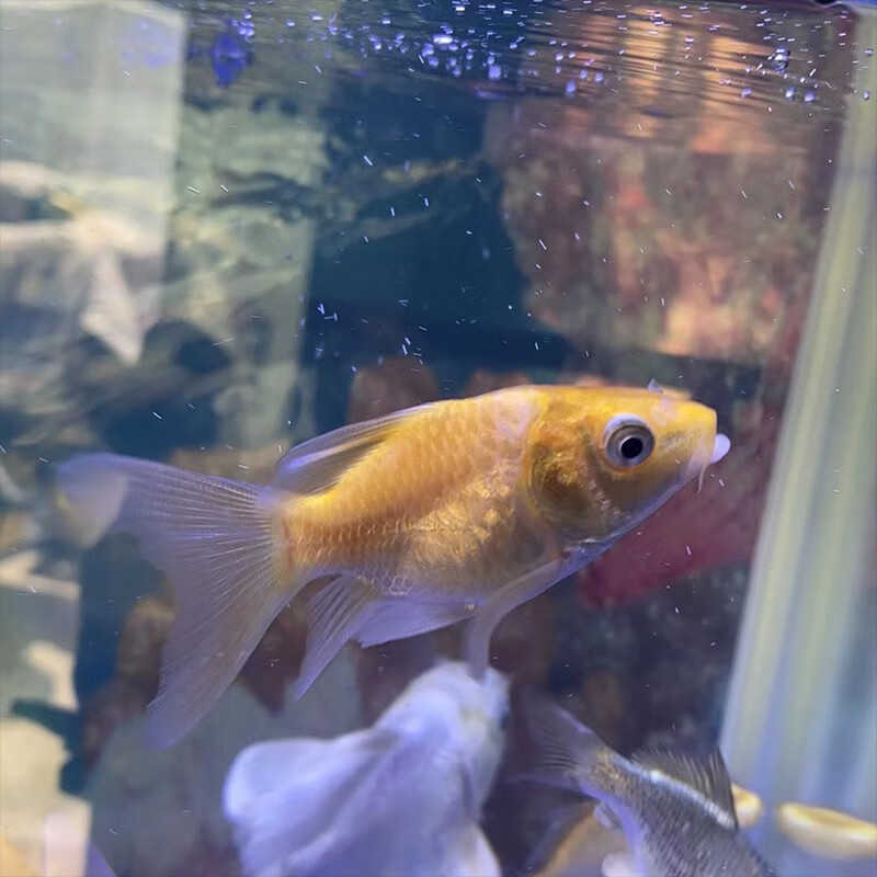 水财神(water richer)火红蝴蝶鲤冷水鱼球体锦鲤红色贵妃龙凤蝴蝶大鳍